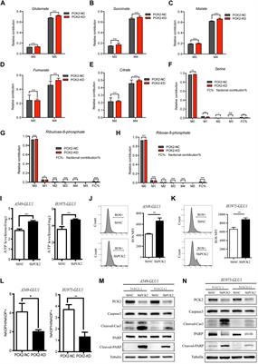 Phosphoenolpyruvate carboxykinase 2-mediated metabolism promotes lung tumorigenesis by inhibiting mitochondrial-associated apoptotic cell death